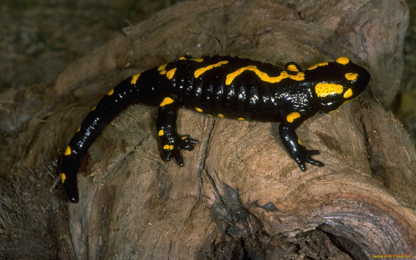 Саламандра рептилия